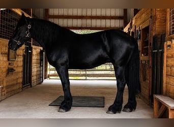 Percheron, Merrie, 13 Jaar, 163 cm, Zwart