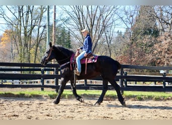 Percheron, Merrie, 18 Jaar, Zwart