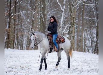 Percheron Mix, Merrie, 3 Jaar, 157 cm, Schimmel