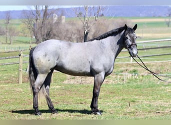 Percheron Mix, Merrie, 4 Jaar, 157 cm, Schimmel