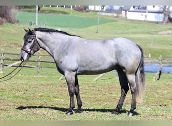 Percheron Mix, Merrie, 4 Jaar, 157 cm, Schimmel