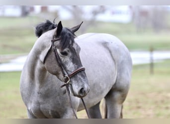 Percheron Mix, Merrie, 4 Jaar, 157 cm, Schimmel