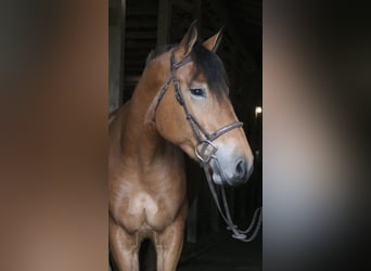 Percheron Mix, Merrie, 4 Jaar, 163 cm, Roodbruin