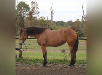 Percheron Mix, Merrie, 4 Jaar, 163 cm, Roodbruin