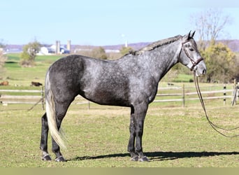 Percheron Mix, Merrie, 4 Jaar, 165 cm, Schimmel
