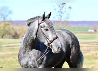 Percheron Mix, Merrie, 4 Jaar, 165 cm, Schimmel
