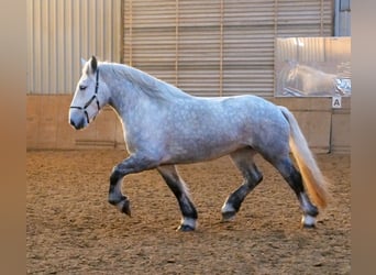 Percheron, Merrie, 4 Jaar, 175 cm, Appelschimmel