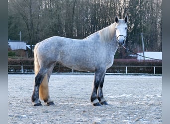 Percheron, Merrie, 4 Jaar, 175 cm, Appelschimmel