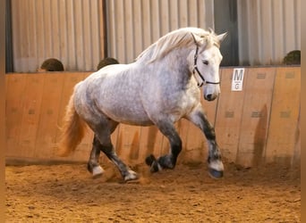 Percheron, Merrie, 4 Jaar, 175 cm, Appelschimmel