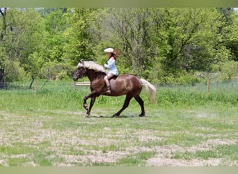 Percheron, Merrie, 4 Jaar, Brauner