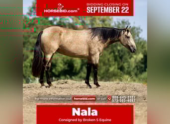 Percheron Mix, Merrie, 5 Jaar, 160 cm, Buckskin