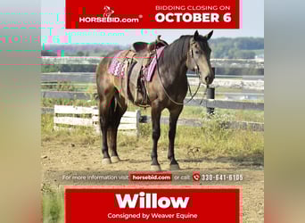 Percheron Mix, Merrie, 5 Jaar, 160 cm, Buckskin