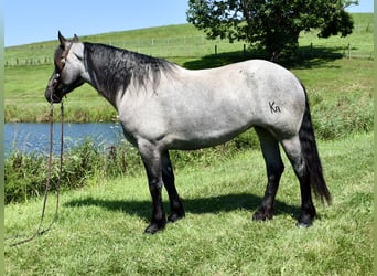 Percheron Mix, Merrie, 5 Jaar, 165 cm, Roan-Blue