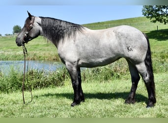 Percheron Mix, Merrie, 5 Jaar, 165 cm, Roan-Blue