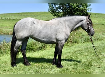 Percheron Mix, Merrie, 5 Jaar, 165 cm, Roan-Blue