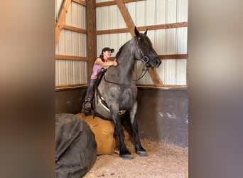 Percheron Mix, Merrie, 5 Jaar, 165 cm, Roan-Blue