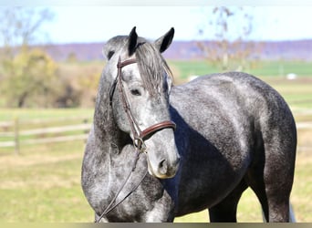 Percheron Mix, Merrie, 5 Jaar, 165 cm, Schimmel