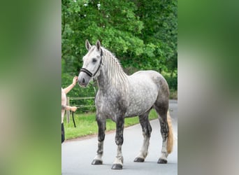 Percheron, Merrie, 5 Jaar, 167 cm, Appelschimmel