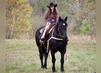 Percheron, Merrie, 5 Jaar, 173 cm, Zwart