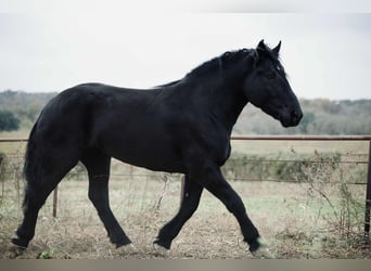 Percheron, Merrie, 5 Jaar, 173 cm, Zwart
