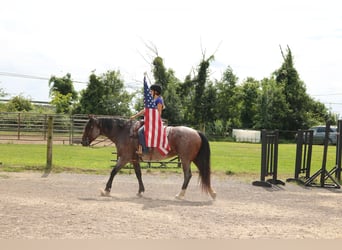 Percheron Mix, Merrie, 7 Jaar, 165 cm, Roan-Bay