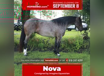Percheron Mix, Merrie, 7 Jaar, 165 cm, Roan-Bay