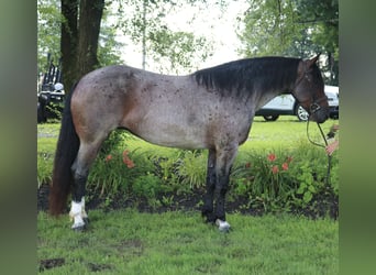 Percheron Mix, Merrie, 7 Jaar, 165 cm, Roan-Bay