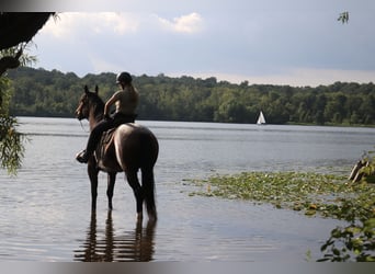 Percheron Mix, Merrie, 7 Jaar, 165 cm, Roan-Bay