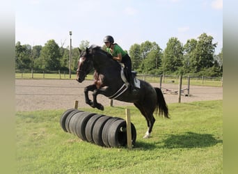 Percheron Mix, Merrie, 7 Jaar, 165 cm, Roan-Bay