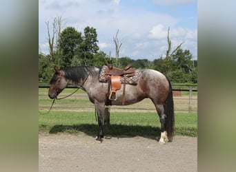 Percheron Mix, Merrie, 7 Jaar, 165 cm, Roan-Bay