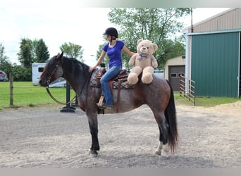 Percheron Mix, Merrie, 7 Jaar, 165 cm, Roan-Bay
