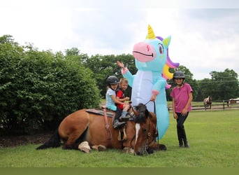 Percheron, Merrie, 7 Jaar, Roodbruin