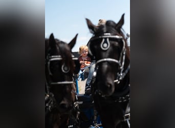 Percheron Mix, Merrie, 8 Jaar, 168 cm, Zwart