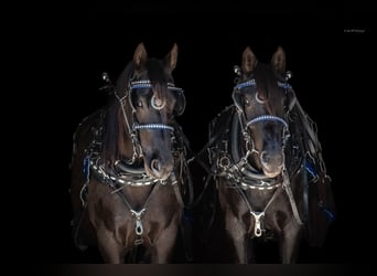 Percheron Mix, Merrie, 8 Jaar, 168 cm, Zwart