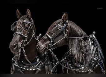 Percheron Mix, Merrie, 8 Jaar, 168 cm, Zwart