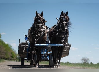 Percheron Mix, Merrie, 8 Jaar, 168 cm, Zwart