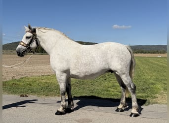 Percheron Mix, Merrie, 8 Jaar, 172 cm, Appelschimmel