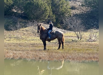 Percheron, Merrie, 9 Jaar, 168 cm, Roan-Red
