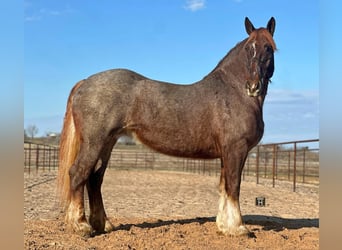 Percheron, Merrie, 9 Jaar, 168 cm, Roan-Red