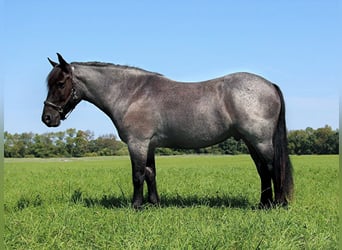 Percheron, Ruin, 10 Jaar, 160 cm, Roan-Blue