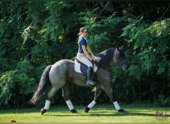 Percheron Mix, Ruin, 10 Jaar, 163 cm, Roan-Blue