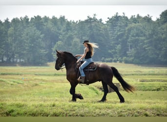 Percheron Mix, Ruin, 10 Jaar, 165 cm, Zwart