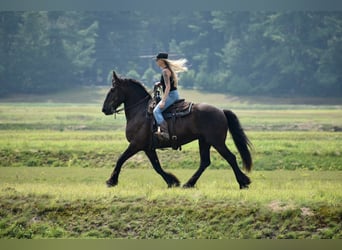 Percheron Mix, Ruin, 10 Jaar, 165 cm, Zwart