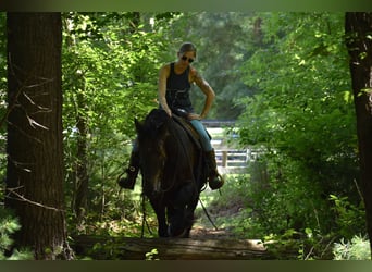 Percheron Mix, Ruin, 10 Jaar, 165 cm, Zwart