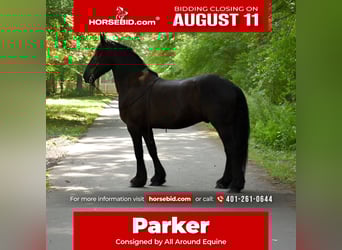 Percheron Mix, Ruin, 10 Jaar, 165 cm, Zwart