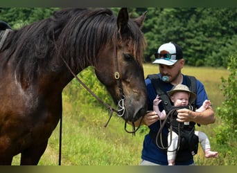 Percheron Mix, Ruin, 10 Jaar, 165 cm, Zwart