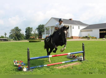 Percheron, Ruin, 10 Jaar, 168 cm, Roodbruin