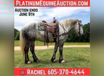 Percheron, Ruin, 10 Jaar, 168 cm, Schimmel