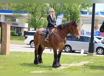 Percheron, Ruin, 10 Jaar, 178 cm, Roodbruin