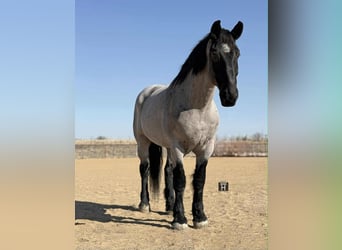 Percheron, Ruin, 10 Jaar, 180 cm, Roan-Blue
